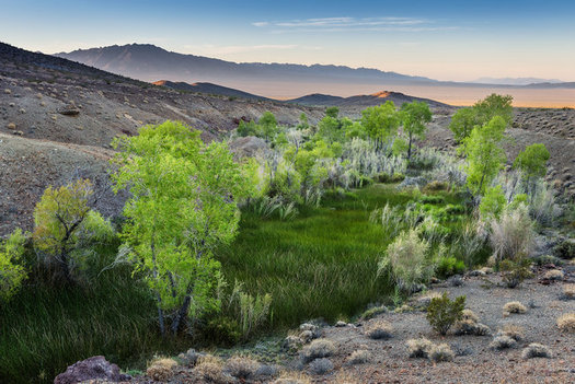 Conservation groups fear that Bonanza Spring in the Mojave National Preserve could dry up, endangering wildlife, if the Cadiz Water Project goes forward. (Michael Gordon)
