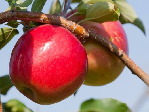 The University of Minnesota has developed 27 varieties of apples since 1878, including the popular Honeycrisp apple. (UNM)