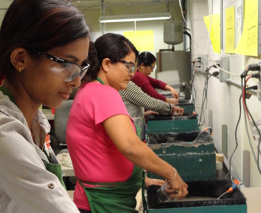 Foreign-born workers make up 90 percent of workers at dairies in Idaho. (Idaho Office for Refugees)