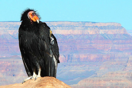 Hunting, poaching and habitat destruction reduced the world population of California condors to fewer than two dozen by the 1980s. (a2gk3/Flickr) 