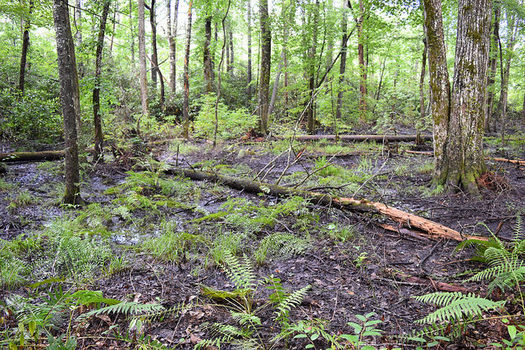 North Carolina's outdoor recreation industry is largely reliant on public lands across the state that are protected from development. (NC Wetlands/flickr)