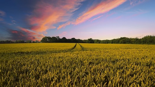 Cover crops promote soil health and control erosion and nutrient runoff, but support for them in a new Farm Bill is uncertain. (TheDigitalArtist/Pixabay)