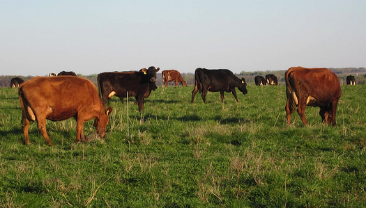 One expert says the United States' new trade deal with Mexico and Canada won't do much to help Minnesota dairy farmers, who face overproduction and low prices. (Cedar Summit Farm/Flickr)