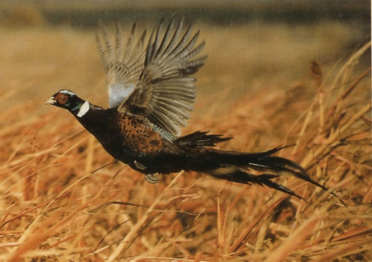 Pheasants, deer, greater prairie chicken, turkeys, butterflies and bees are often attracted to farm land set aside in the Conservation Reserve Program.(somoag.org)