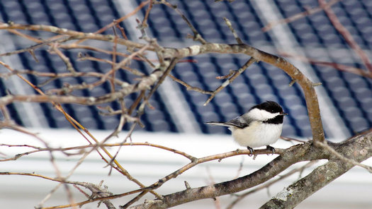 In Minnesota, solar sites double as pollinator habitat with native plants feeding hummingbirds, bees and butterflies. (audubon.org)