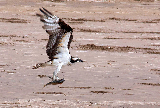A number of species call the Lower Rio Grande Valley National Wildlife Refuge home, but groups worry that border wall construction would threaten their habitat. (U.S. Fish and Wildlife/Flickr) 
