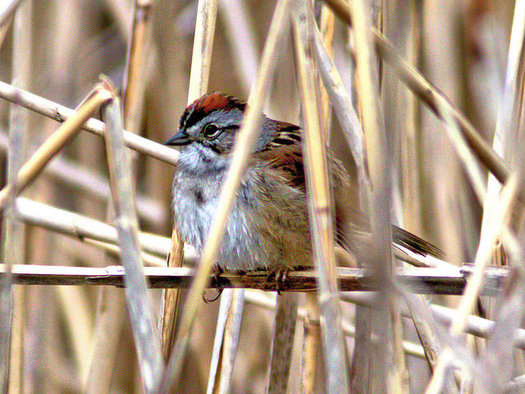 The swamp sparrow is among the birds traveling through North Carolina this month, on its way south for the winter. (Kenneth Cole Schneider)