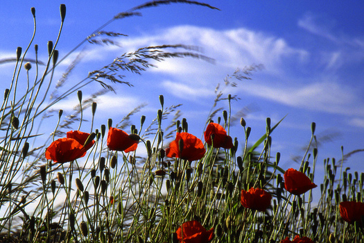 The red poppy has become a familiar emblem of Armistice Day, which was renamed Veterans Day in 1954, as a day for celebrating peace. (belkin59/Flickr)
