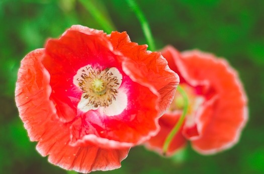 Also known as Poppy Day, some organizations are working to restore Armistice Day as a day for celebrating peace. It was renamed Veterans Day by Congress in 1954. (marinaphotographyhenna/Pixabay)