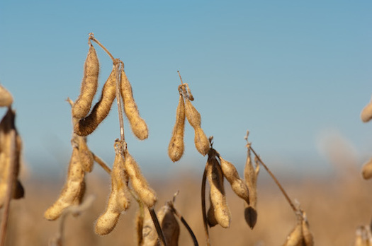 After a rebound last year, farm income is forecast to drop 13 percent this year, in part because of the trade war hitting soybeans. (sdsoybean.org)
