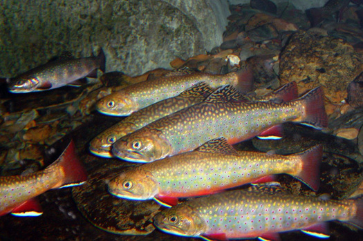 The Tennessee Aquarium has released 280 juvenile brook trout into Little Stony Creek, which flows through the Cherokee National Forest. (U.S. Fish and Wildlife Service)