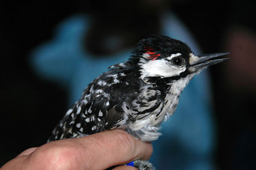 The red patches on either side of the head of male red-cockaded woodpeckers are rarely seen - the birds usually conceal them unless they're excited or agitated. (Chuck Hess/U.S. Forest Service)