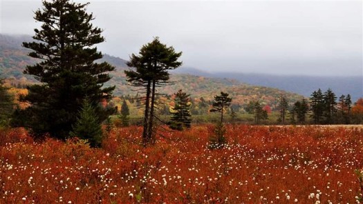 Public forestland such as Cranberry Glades is central to West Virginia's identity. (Mike Costello)