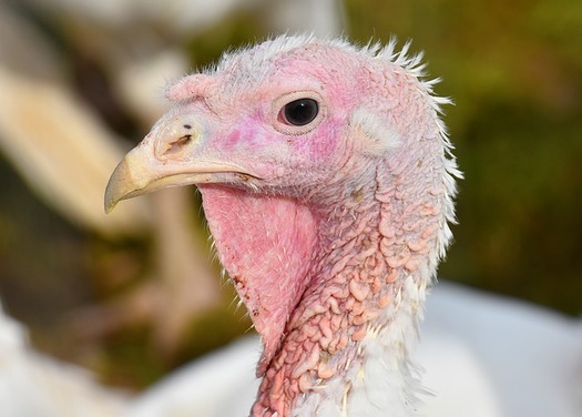 There have been five cases of a salmonella strain linked to turkey in Ohio over the past year. (Alexas_Fotos/Pixabay)