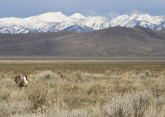 An Interior Department proposal would eliminate about 80 percent of sage grouse habitat currently protected under the 2015 conservation plan. (Nick Myatt/Oregon Dept. of Fish and Wildlife)