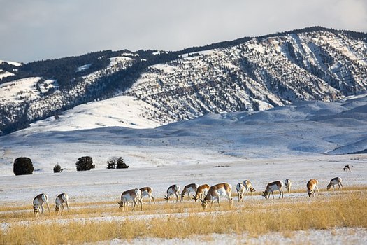 Nearly four in five voters surveyed support incentives for Wyoming farmers and ranchers to conserve wildlife habitat on their lands, while at the same time operating as a working farm or ranch. (NPS)