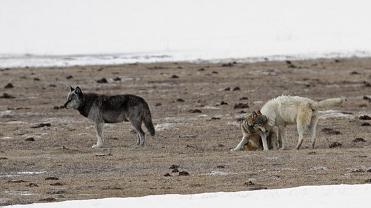 Wolves have heightened senses that can detect diseased prey, according to biologists. (Jim Peaco/Yellowstone National Park)