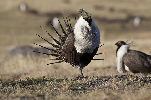 Sage grouse populations in Colorado and across 11 western states have dropped by nearly 95 percent from historic levels. (BLM)