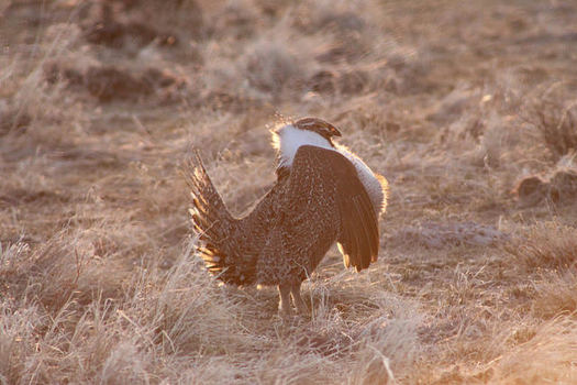Protections for sage-grouse habitat in 11 western states also help protect about 350 other species. (Angela Burgess/U.S. Fish & Wildlife Service)