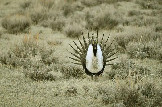In addition to the Greater sage grouse, the 
