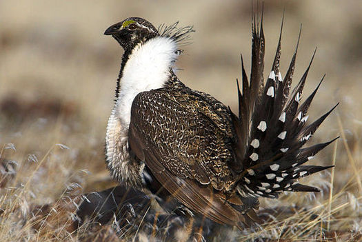 Greater sage-grouse populations in Utah and across 11 western states have dropped by nearly 95 percent from historic levels. (BLM)