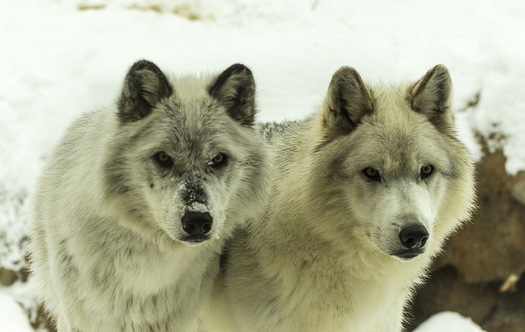 A wildlife biologist says wolves and other large predators have an innate ability to find diseased prey in herds. (Tupulak/Flickr)