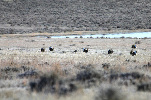 The greater sage-grouse has lost 95 percent of its historic population. (Katie Theule/U.S. Fish & Wildlife Service)