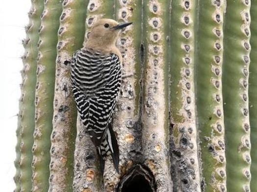 Scientists say warmer temperatures of a changing climate, combined with drought in the Southwest, could make it harder for bird-loving saguaros to survive. (allaboutbirds.org)