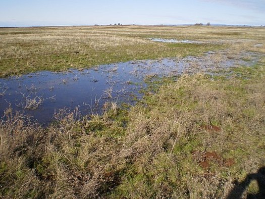 Wetlands and vernal pools such as this one would no longer be protected under a new rule proposed by the Environmental Protection Agency. (Podruznik/Wikimedia)