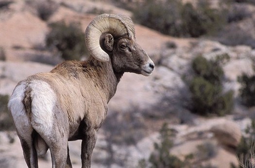 Biologists are concerned that a wall constructed along the U.S.-Mexico border could disrupt migration routes for wildlife, including bighorn sheep that populate Big Bend National Park. (National Park Service)