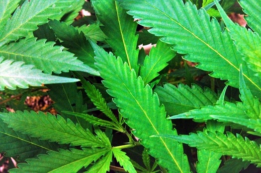Utah lawmakers ignored the results of a statewide proposition on medical marijuana and recently rewrote the bill the way they wanted it. (Twenty20) 