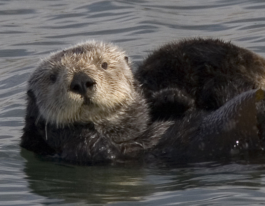 California sea otters are federally protected, but aren't currently on the state endangered species list. A proposed bill would add them if the feds move to weaken protections. (Wikimedia Commons)