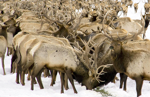 Conservation groups say artificially feeding elk in the winter can increase the spread of fatal conditions such as chronic wasting disease. (U.S. Fish and Wildlife Service)