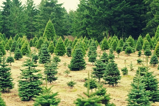The primary species of Christmas trees grown in Maryland are Scotch Pine, White Pine, Blue Spruce and three fir species: Douglas, Fraser and Canaan. (LloydTheVoid/Pixabay)