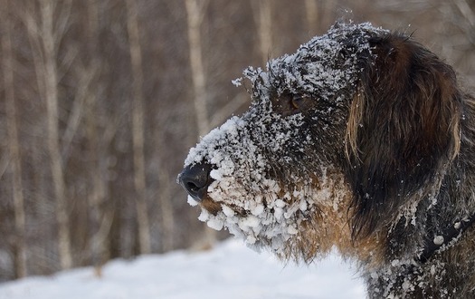 Pets can suffer from frostbite, exposure and dehydration if left outside in cold weather. (mtajmr/pixabay)