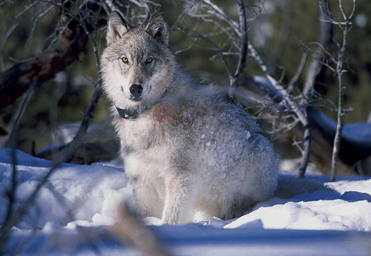 Cutting back recreational hunts of wolves and other predators could help slow Chronic Wasting Disease, according to one biologist. (William Campbell/USFWS)