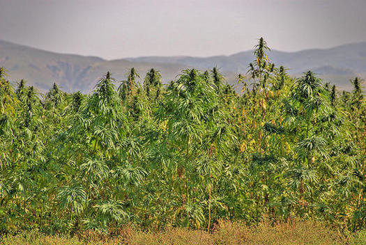 Hemp cultivation, which will soon be legal under the 2018 Farm Bill, was once abundantly grown across the U.S until its production was outlawed in 1937. (ksjd.org)