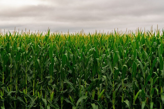 Minnesota is one of the top recipients of Conservation Stewardship Program funds. (Tony Webster/Flickr)