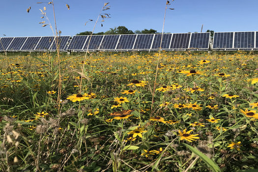 Advocates say pollinator-friendly solar farms benefit the environment and surrounding farms as they generate clean power for local communities. (The Nature Conservancy)