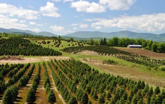 Weir Tree Farms in New Hampshire was one of many Christmas tree farms affected by extreme weather this year. (Weir Tree Farms)