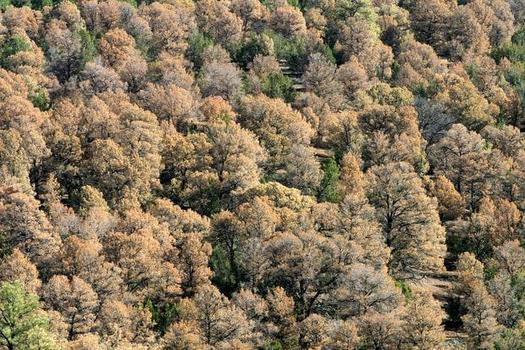 Areas outside Bandelier National Monument in the early 2000s drought, during which more than 95 percent of the mature pi�on pine trees died because of warmer temperatures and bark-beetle infestations. (United States Geological Survey)