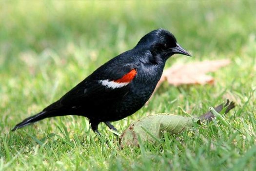 Federal protection for the tri-colored blackbird would hamper government eradication efforts designed to protect crops. (Monte M. Taylor/Wikimedia Commons)