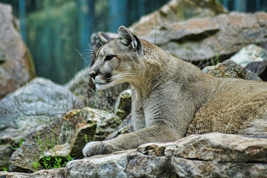 The mountain lion is one of 1,500 species that wildlife experts say would be threatened by a wall on the U.S./Mexico border. (enki0908/pixabay)