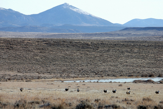 A watchdog group says public records helped it uncover oil and gas-industry requests for changes to the Greater Sage Grouse Management Plan. (Katie Theule/USFWS)