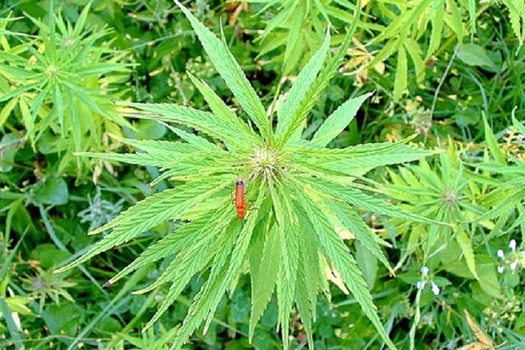 Newly legalized hemp, marijuana's non-hallucinogenic cousin, could become an alternative crop to cotton for Arizona farmers. (WikimediaCommons) 