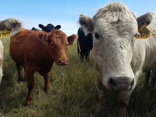 Meat companies are looking to cut back antibiotic use in livestock so the drugs don't lose their effectiveness in humans. (Krista Lundgren/US Fish & Wildlife Service)