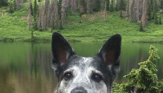 If approved by the New Mexico Legislature, 