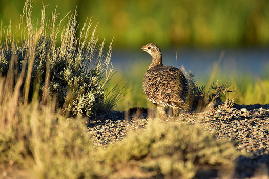 A watchdog group discovered with documents obtained through the Freedom of Information Act that proposed changes to the 11-state Greater Sage-Grouse Management Plan closely mirrored requests by an oil and gas industry group.  (Max Pixel)