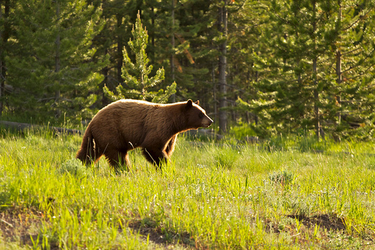 There were 65 reported grizzly bear deaths in 2018. (H. Michael Miley/Flickr)