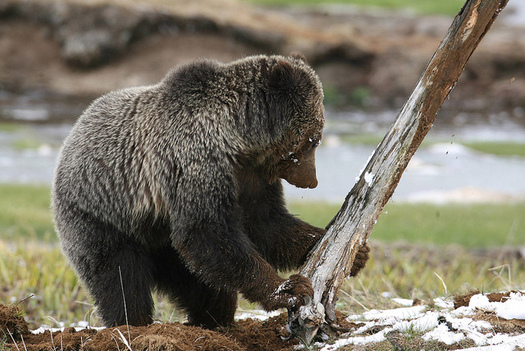 There have been nearly 250 documented grizzly bear deaths since 2015. (Jim Peaco/Yellowstone National Park)